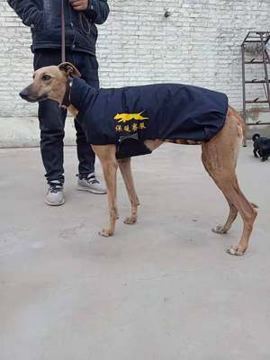 细狗棉服惠比特灵缇大中小格力犬