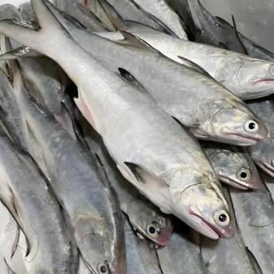 广东南海特产马友鱼新鲜冷冻深午笋鱼海鱼马有鱼海鲜海午仔鱼午鱼