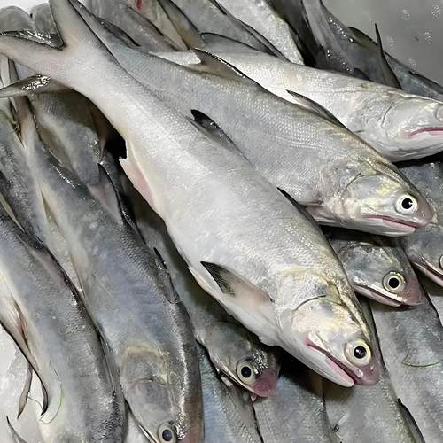 广东南海特产马友鱼新鲜冷冻深海