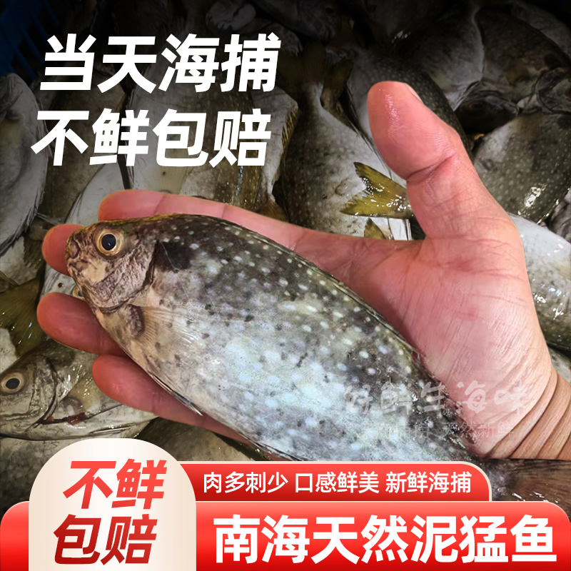 广东南海5斤装泥猛鱼海鲜水产深海鱼海捕生鲜冰冻冷冻臭肚鱼新鲜