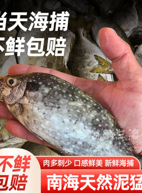 广东南海5斤装泥猛鱼海鲜水产深海鱼海捕生鲜冰冻冷冻臭肚鱼新鲜