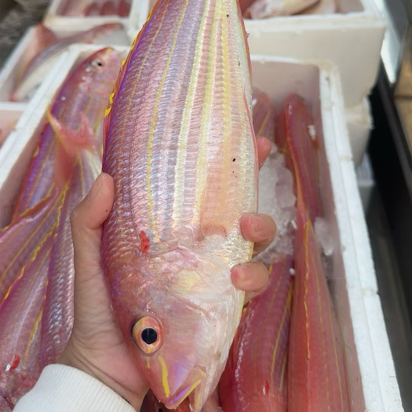 广东南海金线鱼红衫鱼新鲜海鲜