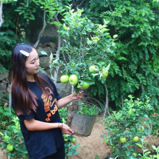 苹果盆栽地栽苗红富士冰糖心南方北方种植嫁接矮化苹果