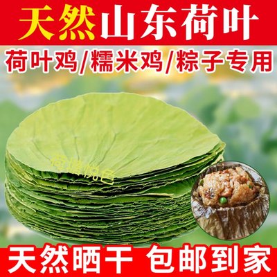 山东微山湖荷叶粽子糯米鸡荷叶饭家庭专用荷叶天然非整张农产品