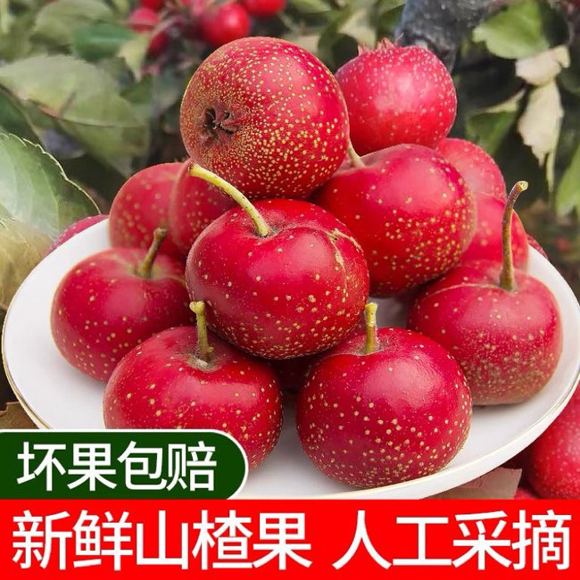 东北山楂新鲜开胃水果新鲜发货山楂果酸甜冰糖葫芦山楂磨盘山楂
