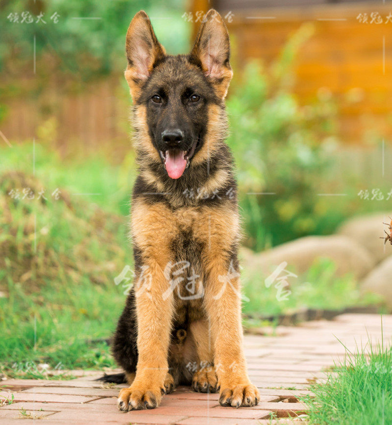 csv纯种德国牧羊犬警犬军犬狼狗黑背幼犬宠物狗狗杜宾德牧罗威纳