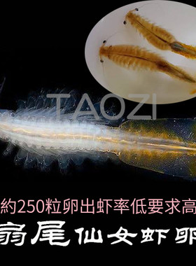 三眼恐龙仙女虾活体卵可孵化饲料活体水鱼虫圆鱼苗开口饲料高蛋白