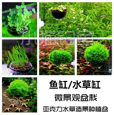 鱼缸水草缸造景盆吸附式植物水面盆栽带水草种子微景观种植简单
