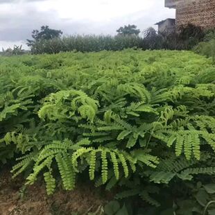 新货苏木苏木树苗苏木橙红木苏木棕木中药红苏木种子