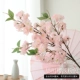 Sichuan Sakura Light Pink