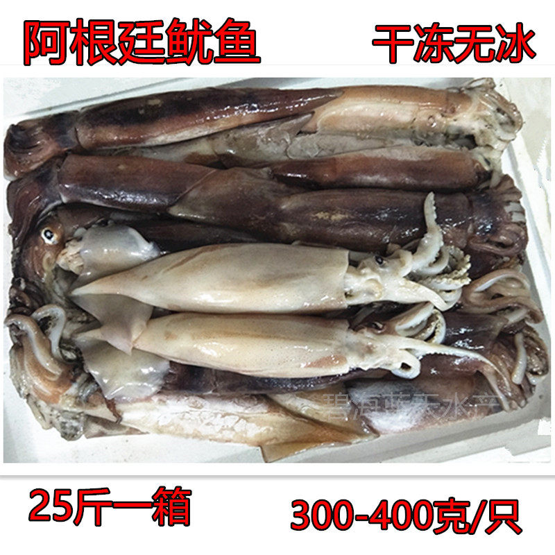 鲜冻鱿鱼25斤鲜活速冻大鱿鱼活体冰冻原料鱿鱼须阿鱿鱼海鲜 包邮