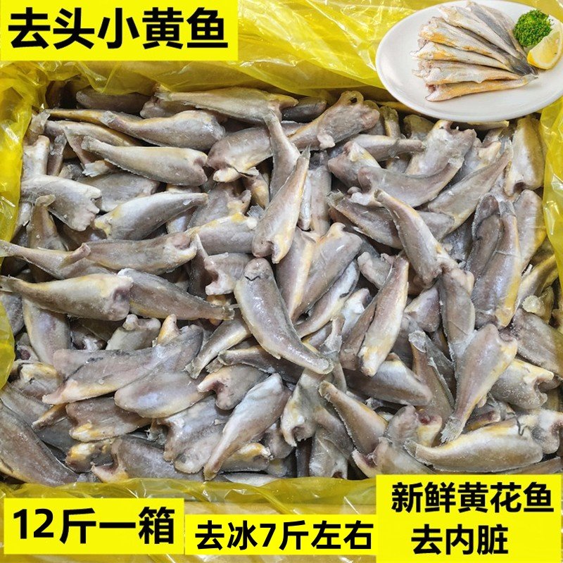 去头小黄鱼去内脏新鲜冷冻海鲜图片