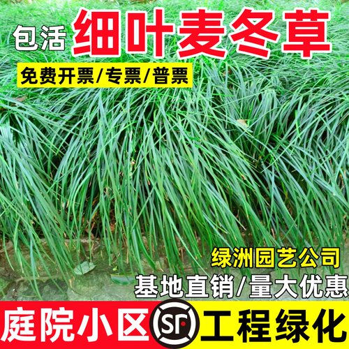 细叶麦冬草苗中叶麦冬书带草