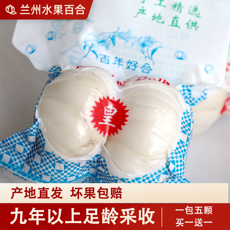 兰州百合新挖鲜百合500g新鲜食用甜百合非干货甘肃特产包邮