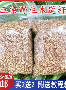 浙江诸暨特产木莲豆腐木莲子木莲籽冰粉籽薜荔果籽凉粉籽爱玉子籽