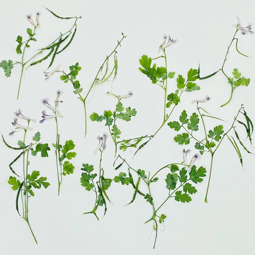 花未落INS风森系干花压花