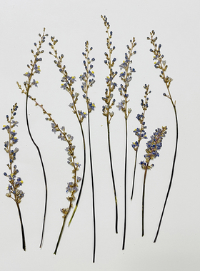 紫色麦冬花创意压花干花手工植物标本滴胶押花真花贴画花瓣妆材料