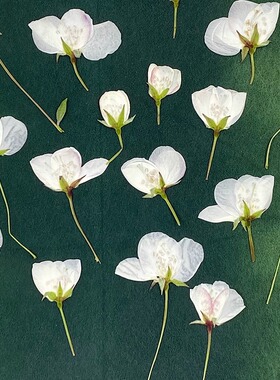 唯美清新创意白色海棠压花干花花材映山红押花艺术资材