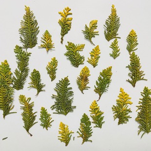 渐变卷柏叶创意干花押花植物标本手账柏树叶压花DIY风景森林花材