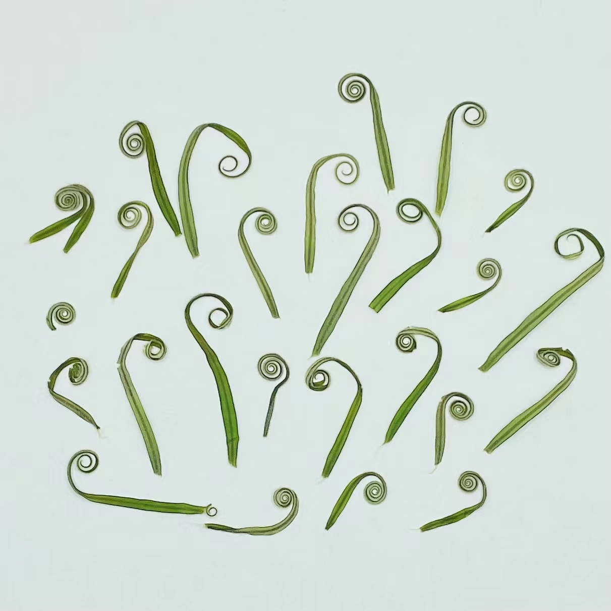 花未落INS风森系干花压花