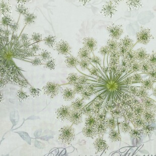 花未落胡萝卜花球阿米芹创意干花押花手作森系INS压花（4朵）
