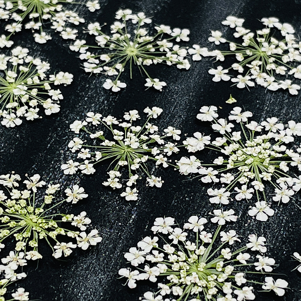 雪珠花蕾丝花压花美甲干花押花相框香烛水晶滴胶饰品