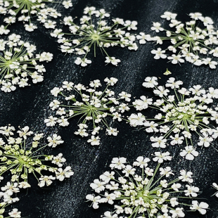 雪珠花蕾丝花压花美甲干花押花相框香烛水晶滴胶饰品