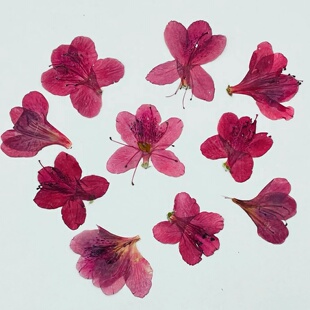 压花台灯花材押花团扇杜鹃花　映山红pressed flowers幹花押し花
