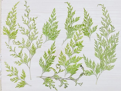 金粉蕨蕨类植物标本真花干花