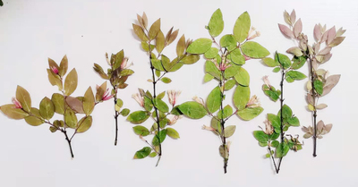 干花植物标本檵木真花