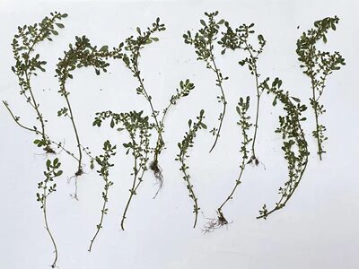 花未落INS风森系干花压花