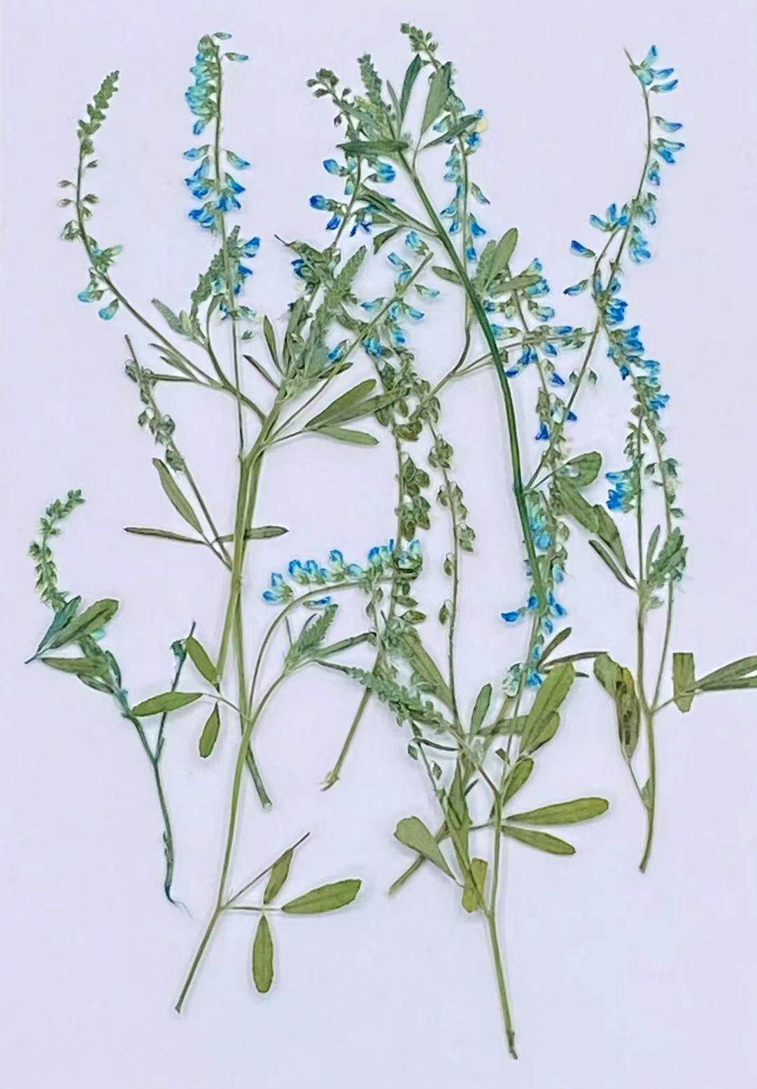 草木樨干花植物标本押花资材真花