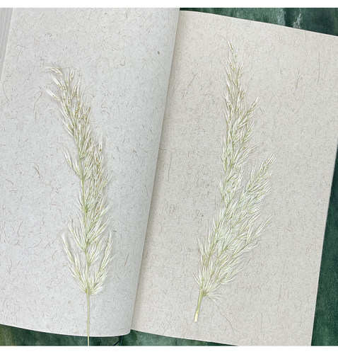 芒草干花押花台灯真花扇子资材