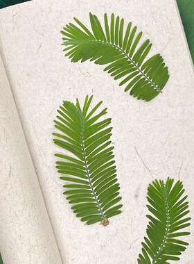 花伴礼INS风森系干花压花