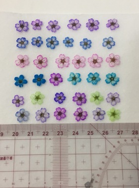 绣线菊吸色手球颜色随机pressed flowers 幹花押し花美甲花材