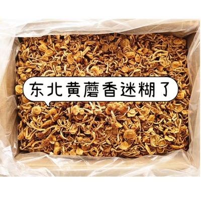 东北干滑子菇黄蘑干货菌菇无根肉厚滑子蘑小黄蘑香菇小鸡炖蘑菇