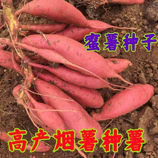 蜜薯种薯烟薯25号薯种育苗红薯苗种正宗蜜薯种子红心地瓜种番薯种