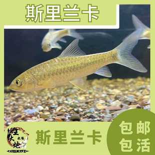 斯里兰卡吉罗鱼新光唇金色系吉罗稀有金吉罗大型进口吉罗观赏鱼