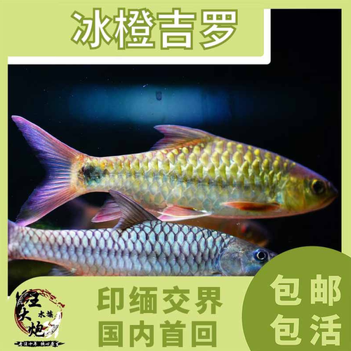 冰橙吉罗淡水缅甸新品观赏鱼