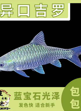 异口新光唇 异口吉罗鱼 蓝吉罗 史氏 活体 原生冷水观赏风水鱼
