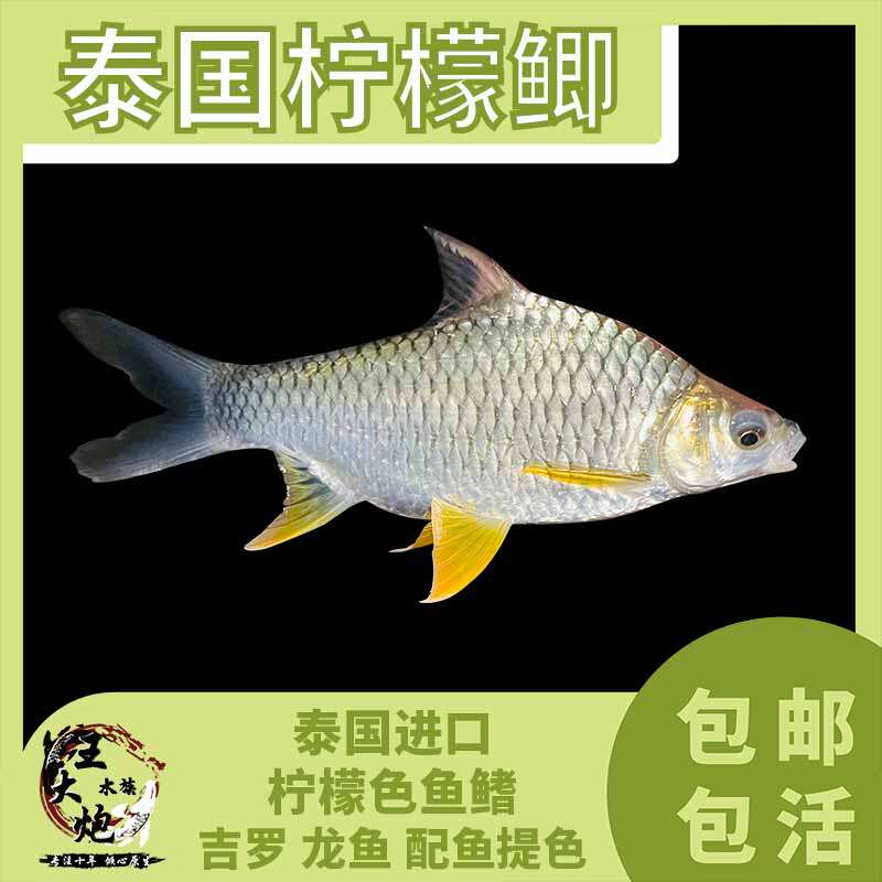 泰国柠檬鲫活体泰国鲫进口中大型观赏鱼龙鱼吉罗鱼配鱼包邮包损