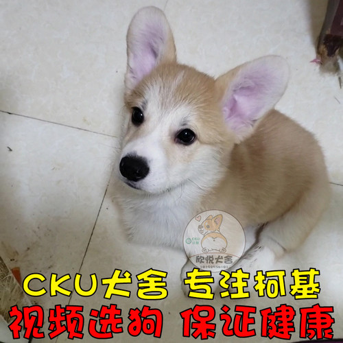 CKU欣悦犬舍双血统柯基幼犬包健康纯种售后活体可上门西安柯基D1