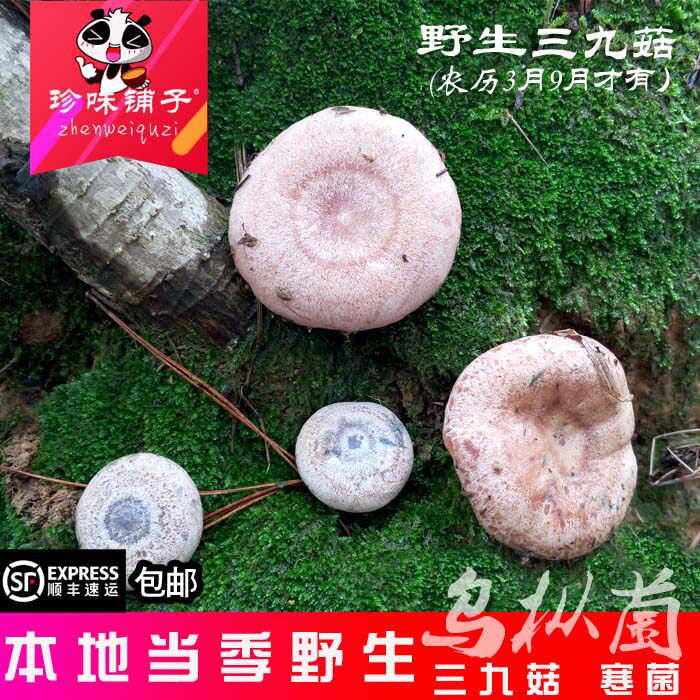 安徽新鲜三九菇枞树菌菇野生菌