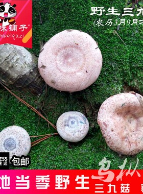 野生新鲜三九菇野生菌枞树菌松乳菌乌枞菌松树菌枞树菇雁鹅菌寒菌