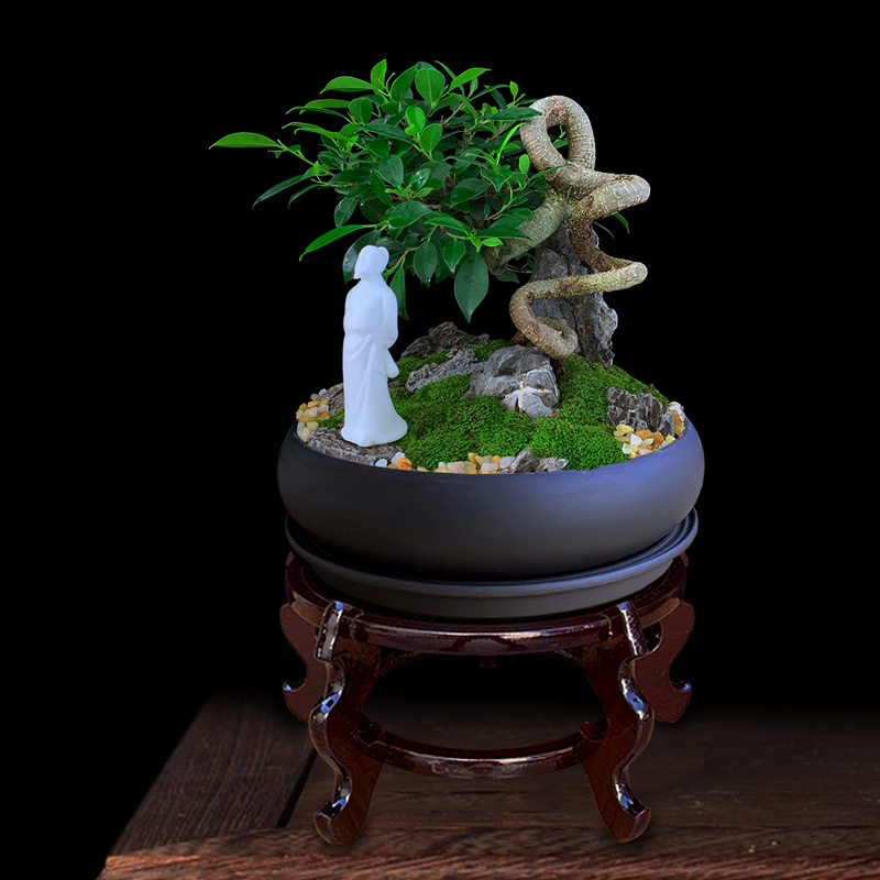 老桩榕树盆景矮霸根艺假山造型台湾榕前台办公桌绿植观茎盆栽送礼