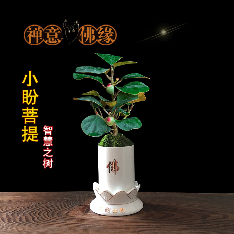 小盼菩提室内招财禅意盆景