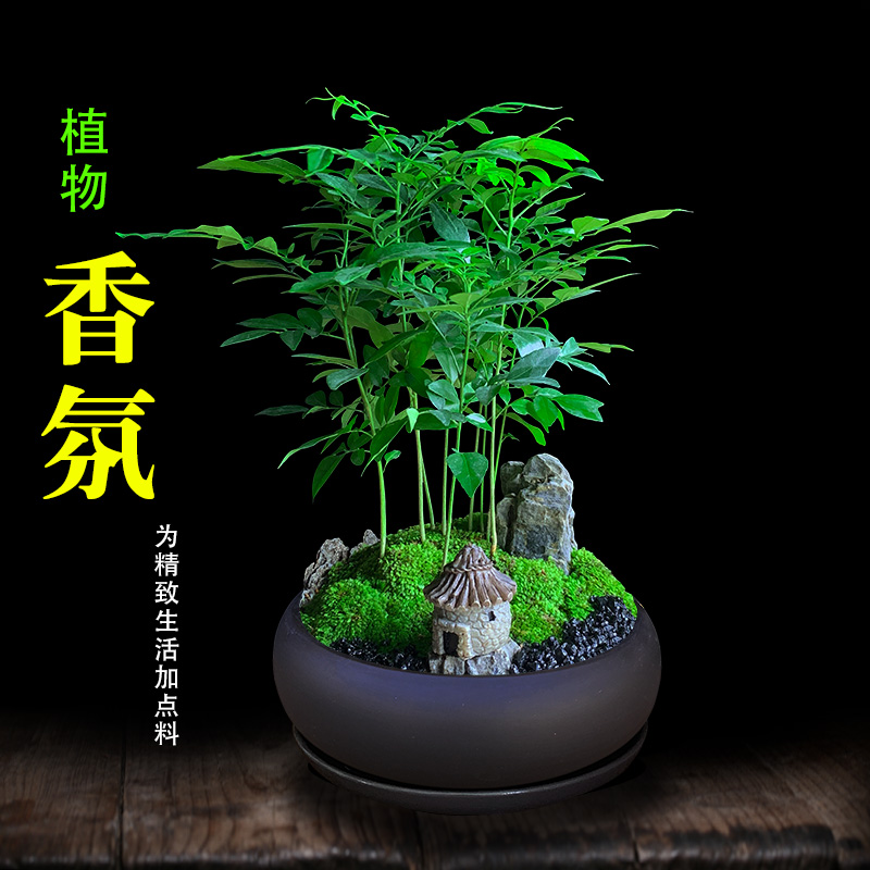 檀香茶盆栽室内绿植办公室桌面好养清香驱蚊植物花卉盆景净化空气