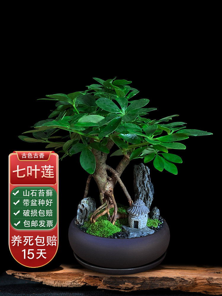 七叶莲盆栽办公室八方来财盆景绿植鸭掌木小老桩四季好养活室内花