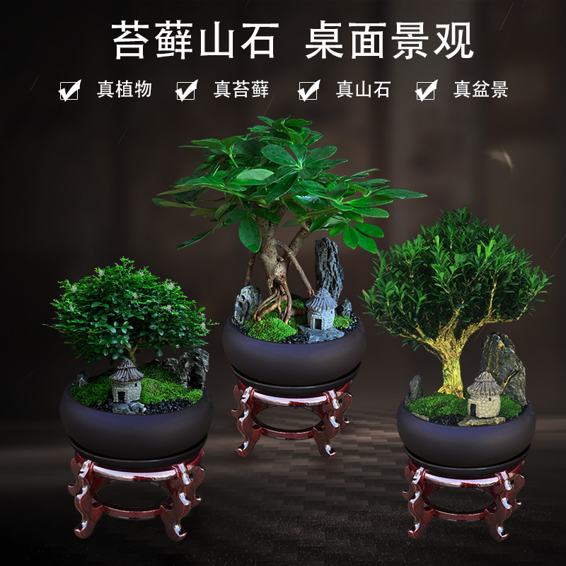 苔藓微景观造型盆景室内盆栽