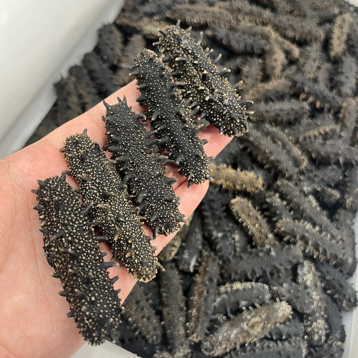 正品国标特级大连头茬海参干货纯淡干辽参17-18倍高泡发礼盒孕妇